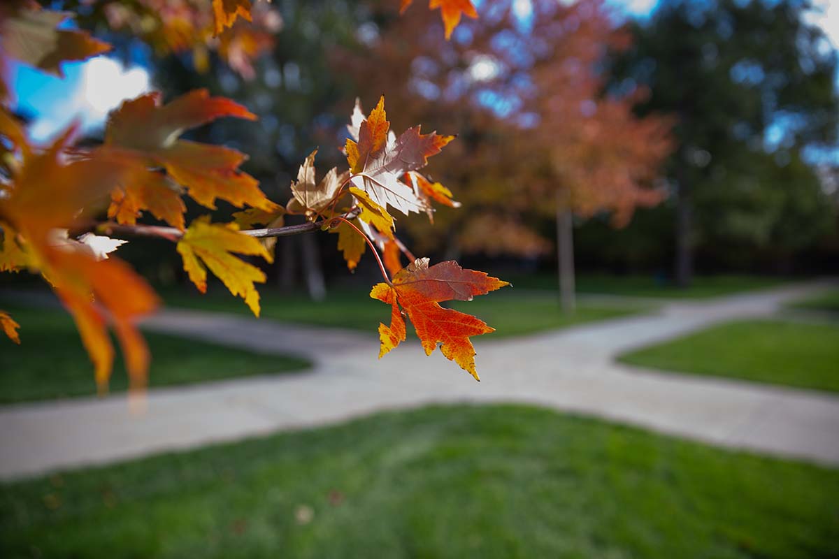 fall leaves on campus