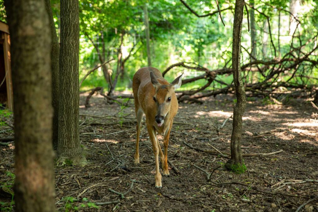 A deer looking directly at the camera.