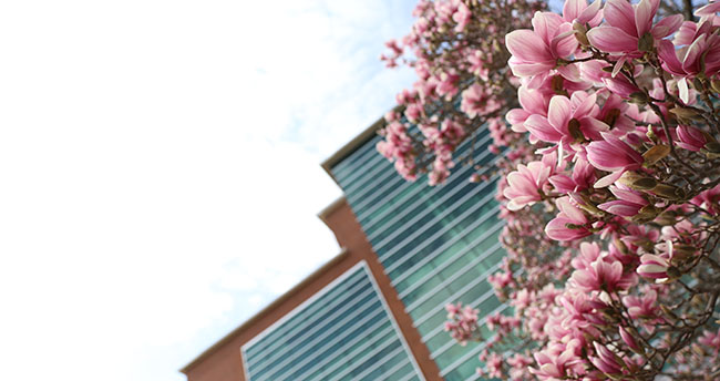 Erickson in May, Magnolia Tree in bloom